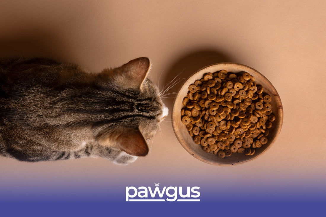 What Are Cat Food Allergies?