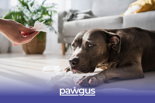 Poisoning in Dogs
