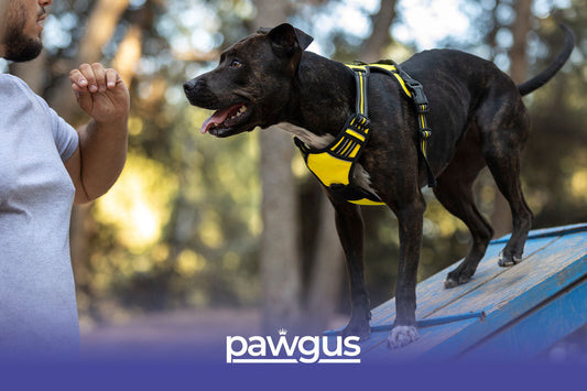 How to Teach Your Dog to Sit?
